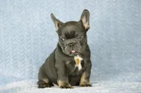 Leo, a male French Bulldog for sale in Punta Gorda, FL – Photo 2 of 4