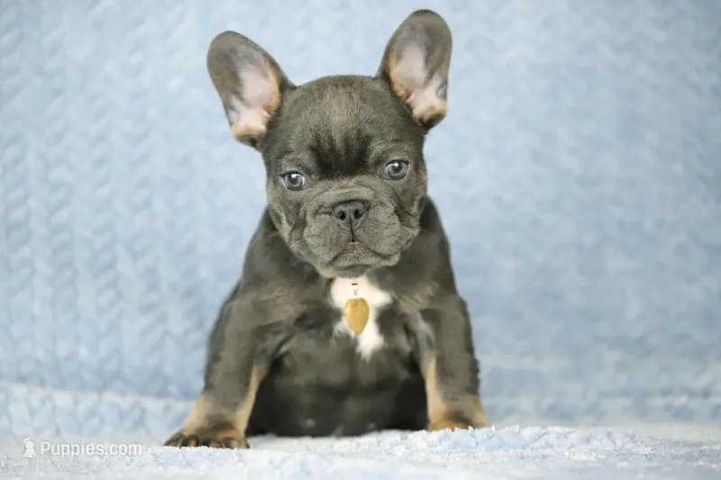 Leo – French Bulldog puppy for sale in Punta Gorda, FL