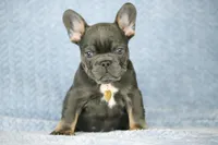 Leo, a male French Bulldog for sale in Punta Gorda, FL – Photo 1 of 4