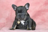 Leo, a male French Bulldog for sale in Punta Gorda, FL – Photo 2 of 5