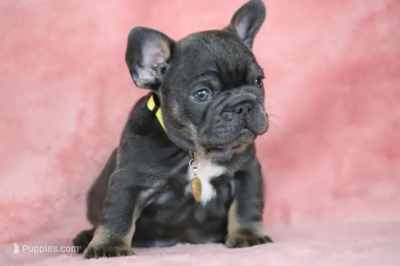 Leo – French Bulldog puppy for sale in Punta Gorda, FL