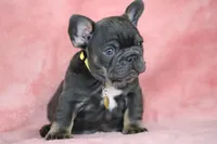 Leo, a male French Bulldog for sale in Punta Gorda, FL – Photo 1 of 5