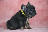 Leo, a male French Bulldog for sale in Punta Gorda, FL – Photo 5 of 5