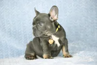 Leo, a male French Bulldog for sale in Punta Gorda, FL – Photo 3 of 4