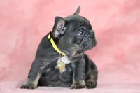 Leo, a male French Bulldog for sale in Punta Gorda, FL – Photo 3 of 5