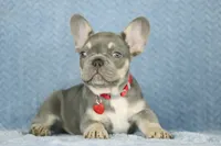 Milo, a male French Bulldog for sale in Punta Gorda, FL – 2 of 6
