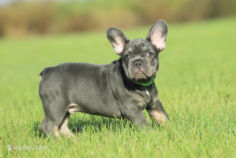 Boss – French Bulldog puppy for sale in Punta Gorda, FL