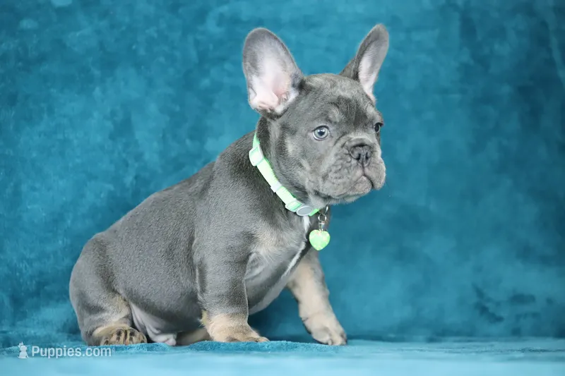 Boss – French Bulldog puppy for sale in Punta Gorda, FL