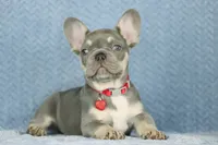 Milo, a male French Bulldog for sale in Punta Gorda, FL – 4 of 6