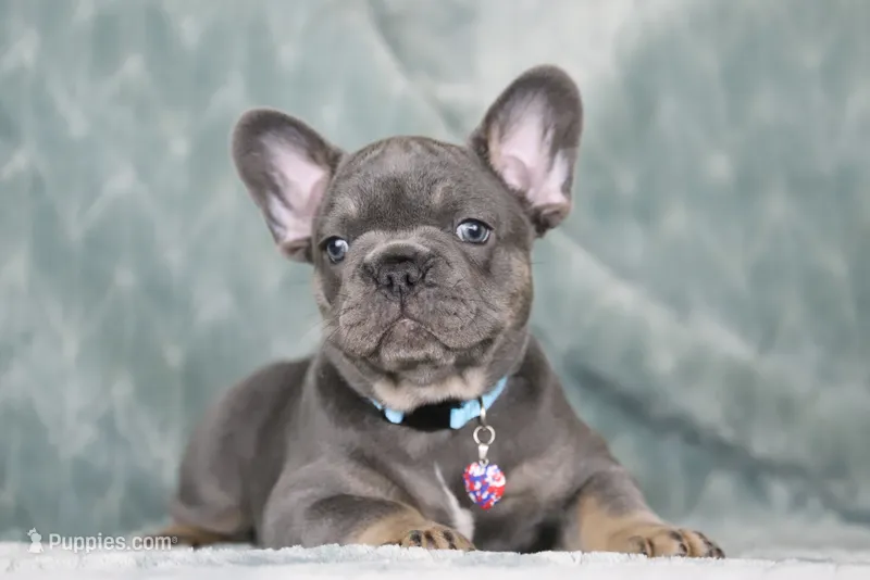 Hugo – French Bulldog puppy for sale in Punta Gorda, FL