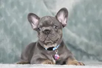 Hugo, a male French Bulldog for sale in Punta Gorda, FL – 1 of 9