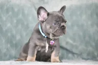 Hugo, a male French Bulldog for sale in Punta Gorda, FL – 7 of 9