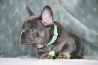 Boss, a male French Bulldog for sale in Punta Gorda, FL – 5 of 9