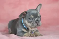 Theo, a male French Bulldog for sale in Punta Gorda, FL – Photo 3 of 4