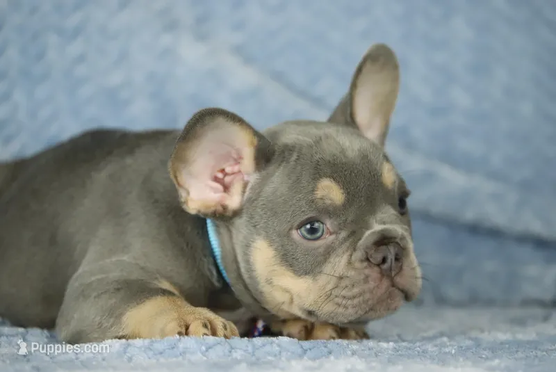 Theo – French Bulldog puppy for sale in Punta Gorda, FL