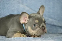 Theo, a male French Bulldog for sale in Punta Gorda, FL – Photo 1 of 3