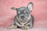 Theo, a male French Bulldog for sale in Punta Gorda, FL – Photo 2 of 4