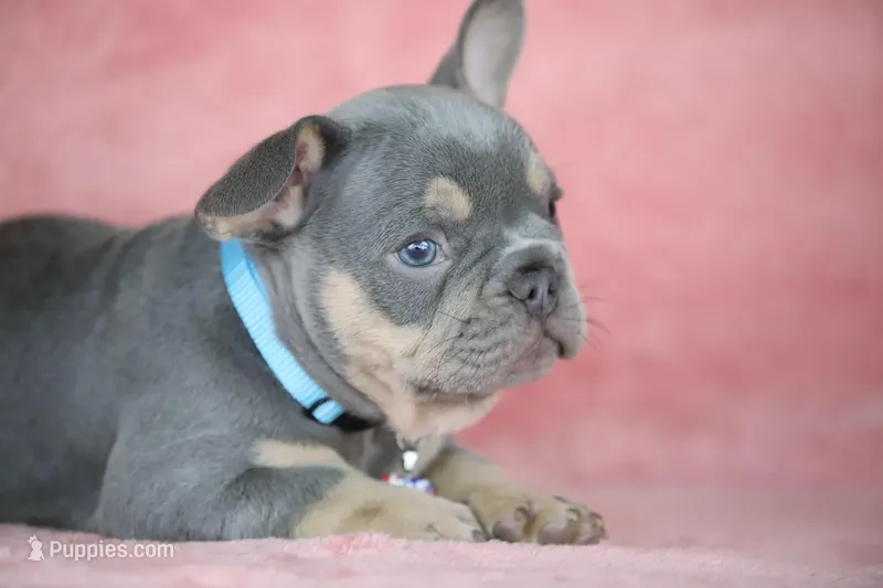 Theo – French Bulldog puppy for sale in Punta Gorda, FL