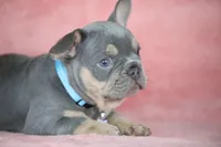 Theo, a male French Bulldog for sale in Punta Gorda, FL – Photo 1 of 4