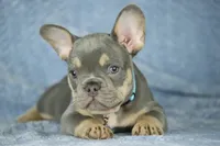 Theo, a male French Bulldog for sale in Punta Gorda, FL – Photo 3 of 3