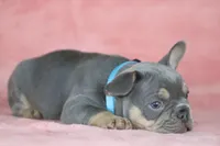 Theo, a male French Bulldog for sale in Punta Gorda, FL – Photo 4 of 4