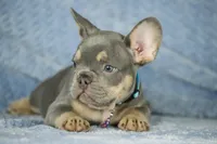Theo, a male French Bulldog for sale in Punta Gorda, FL – Photo 2 of 3