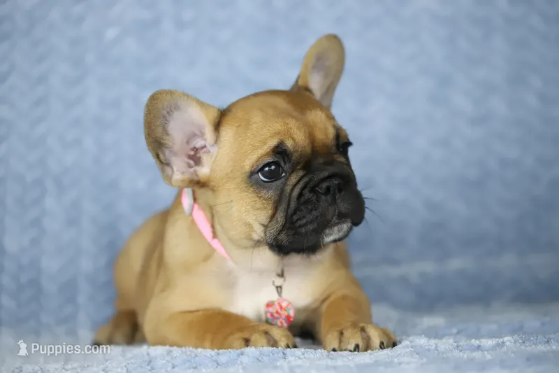 Amber – French Bulldog puppy for sale in Punta Gorda, FL