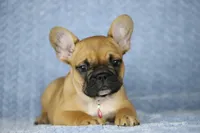 Amber, a female French Bulldog for sale in Punta Gorda, FL – Photo 2 of 4