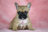 Amber, a female French Bulldog for sale in Punta Gorda, FL – Photo 3 of 5