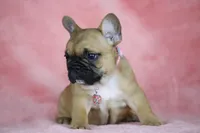 Amber, a female French Bulldog for sale in Punta Gorda, FL – Photo 4 of 5