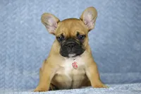 Amber, a female French Bulldog for sale in Punta Gorda, FL – Photo 3 of 4