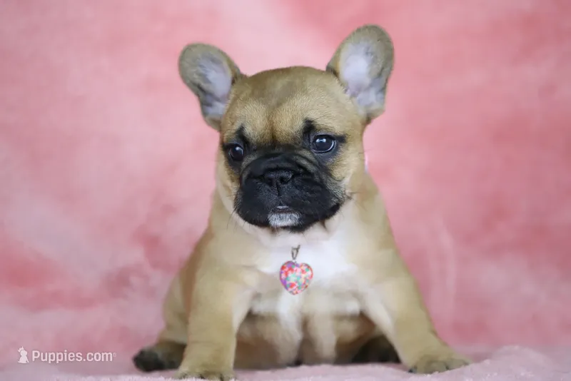 Amber – French Bulldog puppy for sale in Punta Gorda, FL