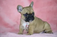 Amber, a female French Bulldog for sale in Punta Gorda, FL – Photo 5 of 5