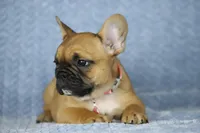 Amber, a female French Bulldog for sale in Punta Gorda, FL – Photo 4 of 4