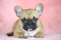 Amber, a female French Bulldog for sale in Punta Gorda, FL – Photo 2 of 5