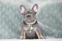 Boss, a male French Bulldog for sale in Punta Gorda, FL – 4 of 9