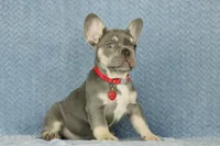 Milo, a male French Bulldog for sale in Punta Gorda, FL – 3 of 6