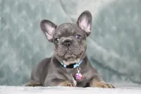 Hugo, a male French Bulldog for sale in Punta Gorda, FL – 5 of 9
