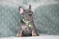 Boss, a male French Bulldog for sale in Punta Gorda, FL – 8 of 9