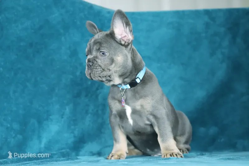 Hugo – French Bulldog puppy for sale in Punta Gorda, FL