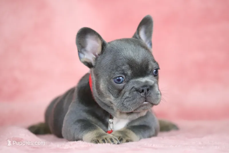 Mara – French Bulldog puppy for sale in Punta Gorda, FL