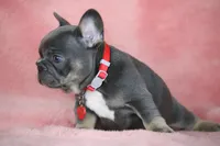 Mara, a female French Bulldog for sale in Punta Gorda, FL – Photo 5 of 5