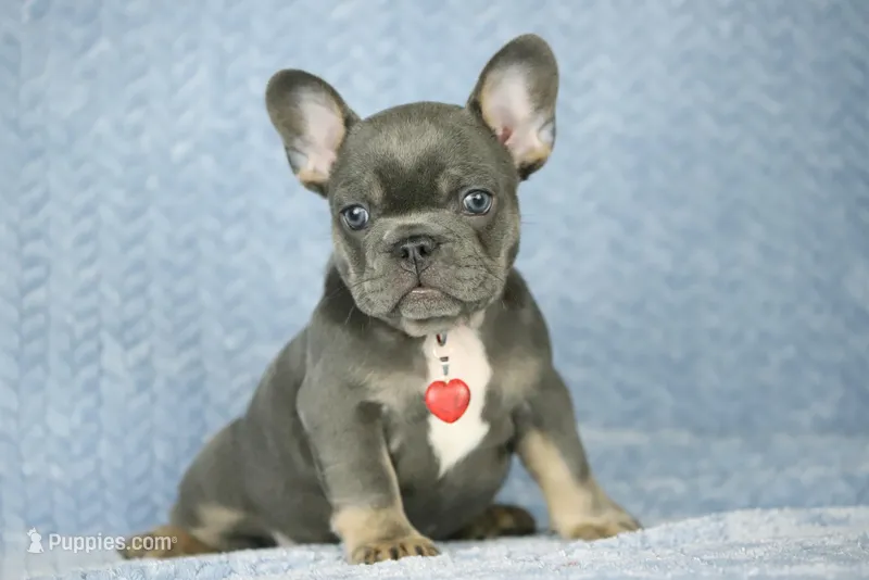 Mara – French Bulldog puppy for sale in Punta Gorda, FL