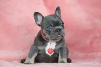 Mara, a female French Bulldog for sale in Punta Gorda, FL – Photo 4 of 5