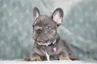 Hugo, a male French Bulldog for sale in Punta Gorda, FL – 2 of 9