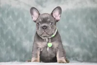 Boss, a male French Bulldog for sale in Punta Gorda, FL – 6 of 9