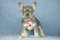 Milo, a male French Bulldog for sale in Punta Gorda, FL – 6 of 6