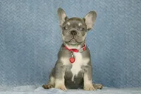 Milo, a male French Bulldog for sale in Punta Gorda, FL – 5 of 6