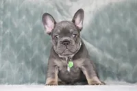 Boss, a male French Bulldog for sale in Punta Gorda, FL – 7 of 9