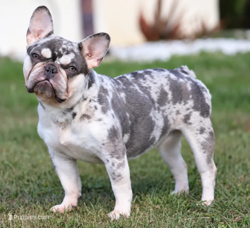 Cloud – French Bulldog puppy for sale in Punta Gorda, FL